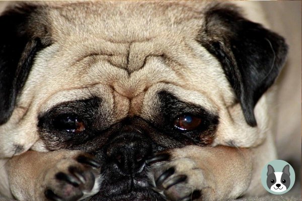 собачка плачет