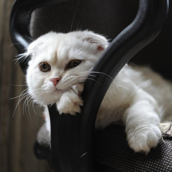 скоттиш фолд шотландская вислоухая