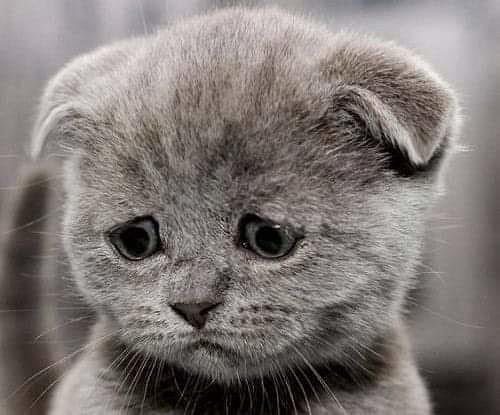 грустные котята