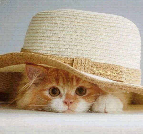 котенок под шляпой