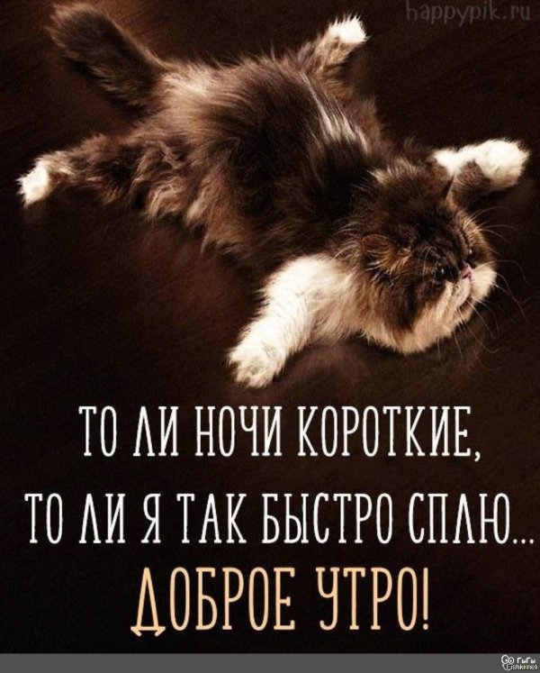 пятница кот