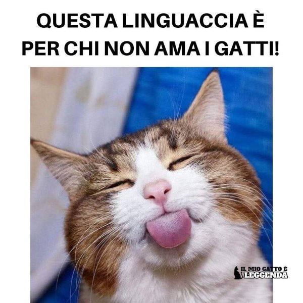 кот показывает язык