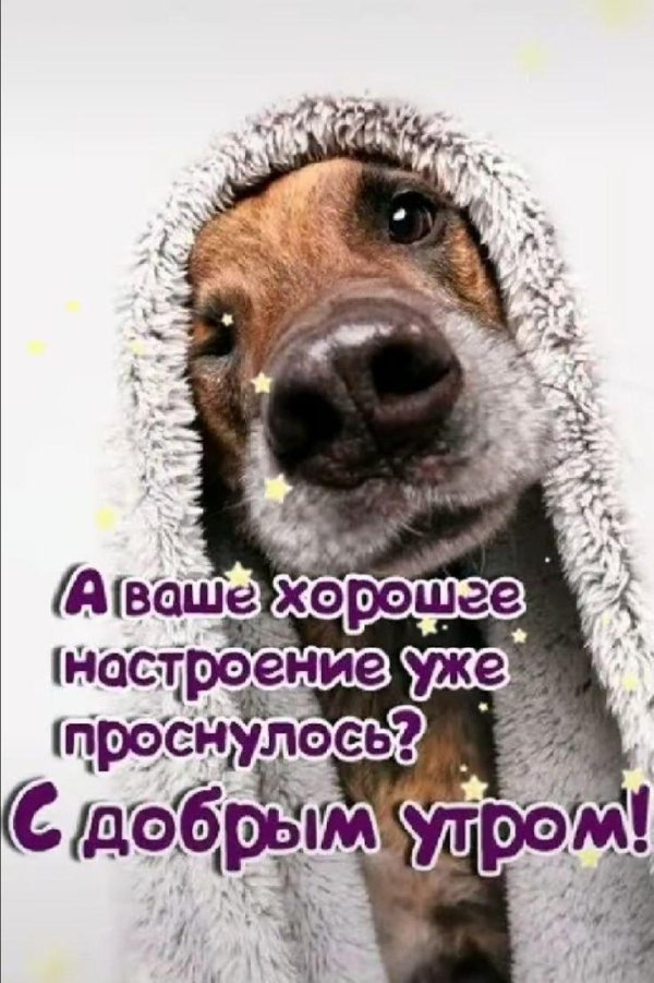 собака доброе утро