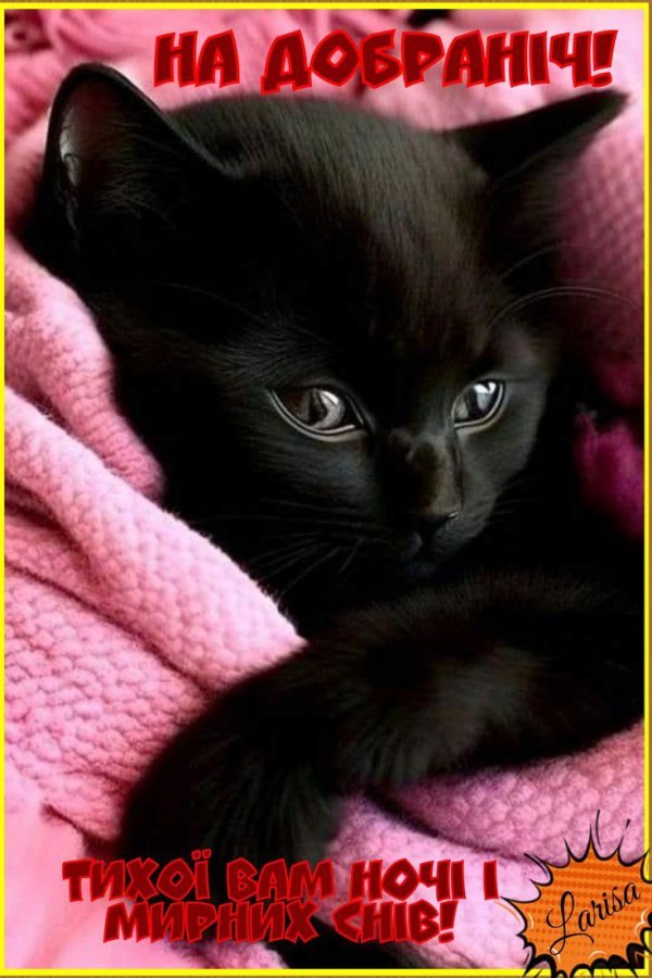 чëрная кошка