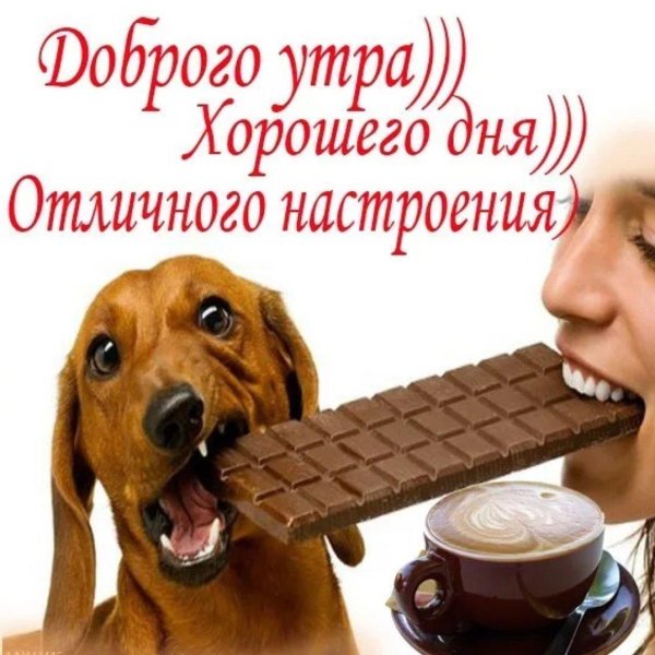 день шоколада