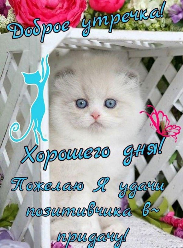 открытки хорошего дня с котятами