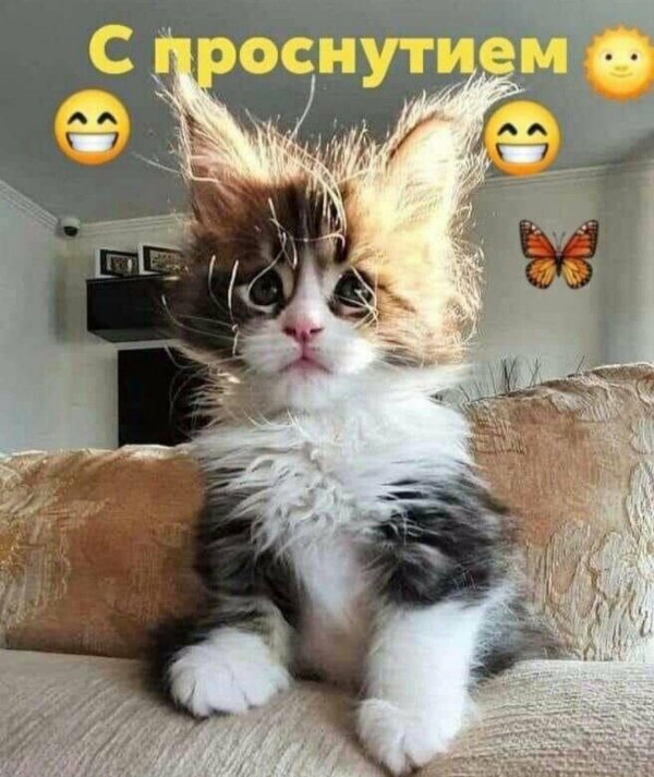 утренние коты