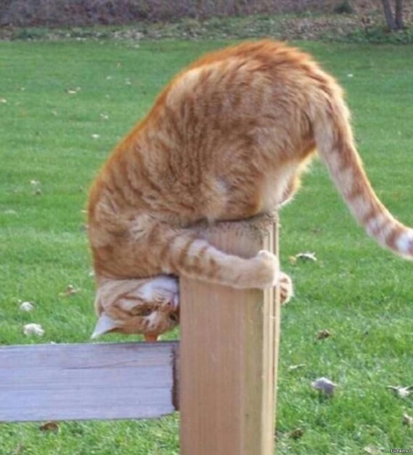 cмешные животные