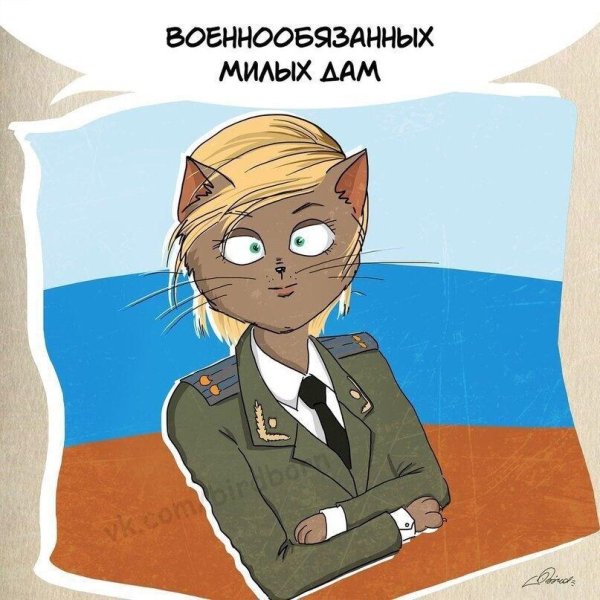 23 февраля кот