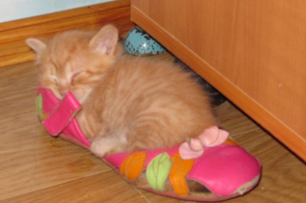 сонный рыжик