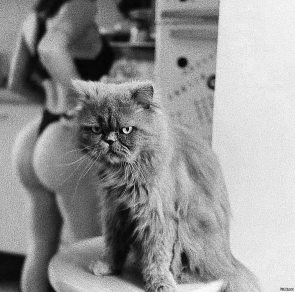 кошачья попа