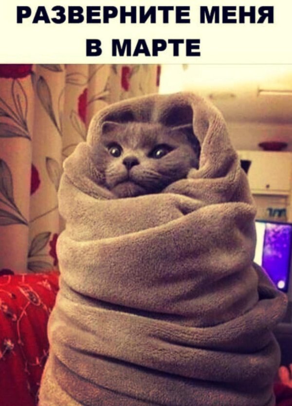 кот в одеяле