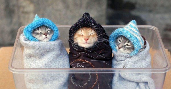 укутаный котиаке