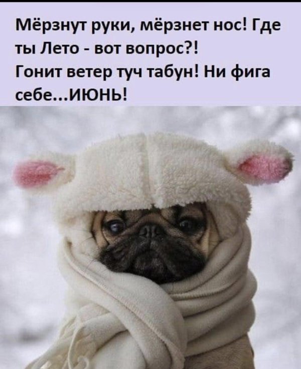 порода мопс