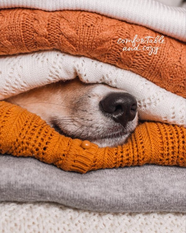 уютные животные