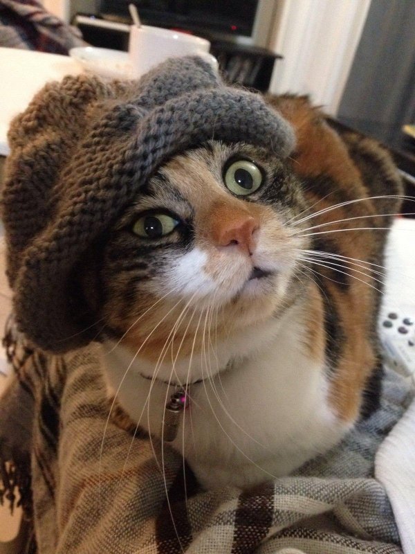 шапка кот