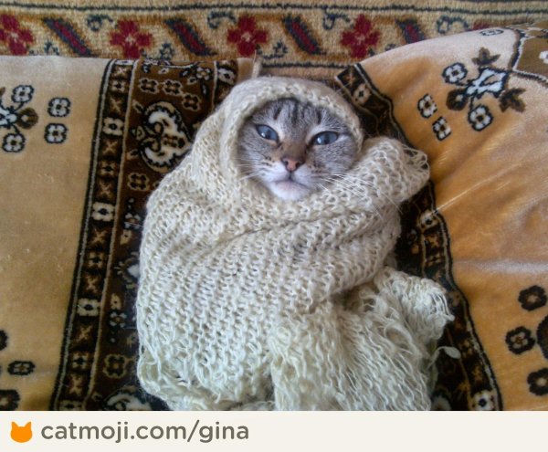 кот с шарфом