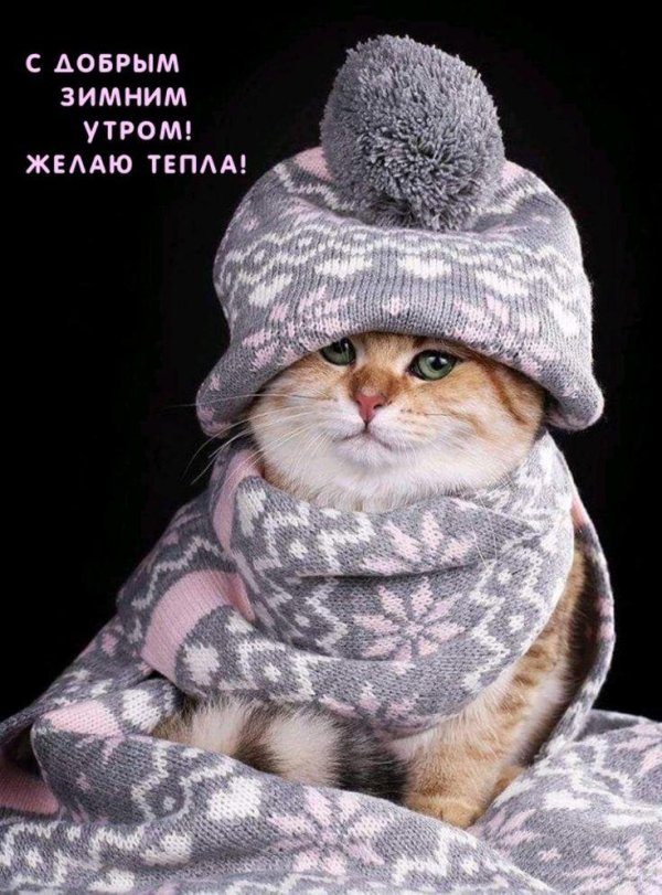 котик зимний