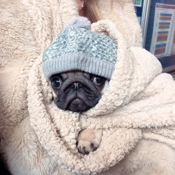 мопс смешной