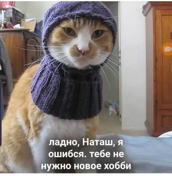 кот с шапкой