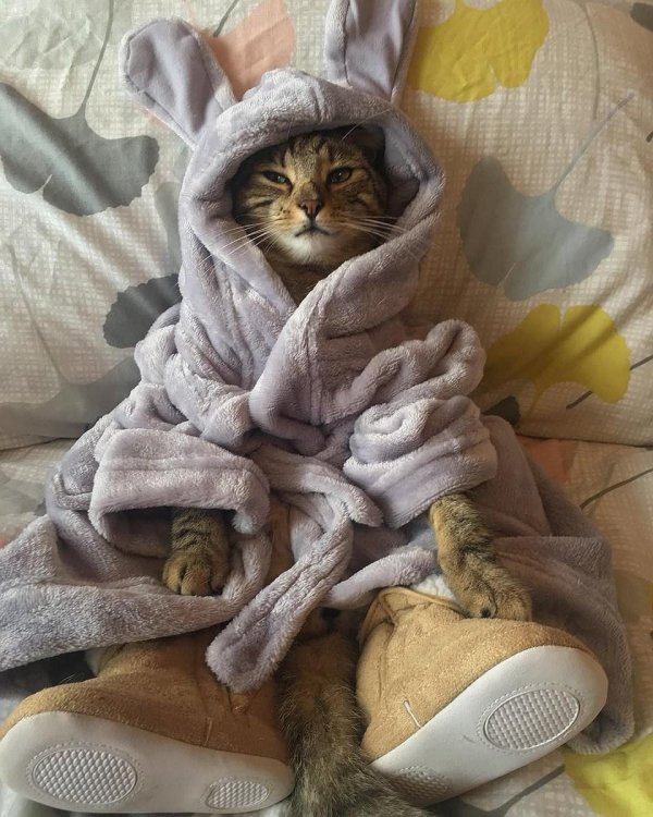 кошка в халате