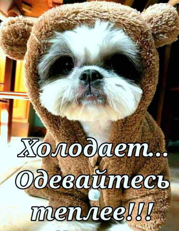 собака ши тцу