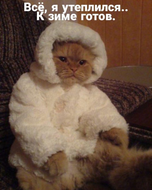 кошка в шубе