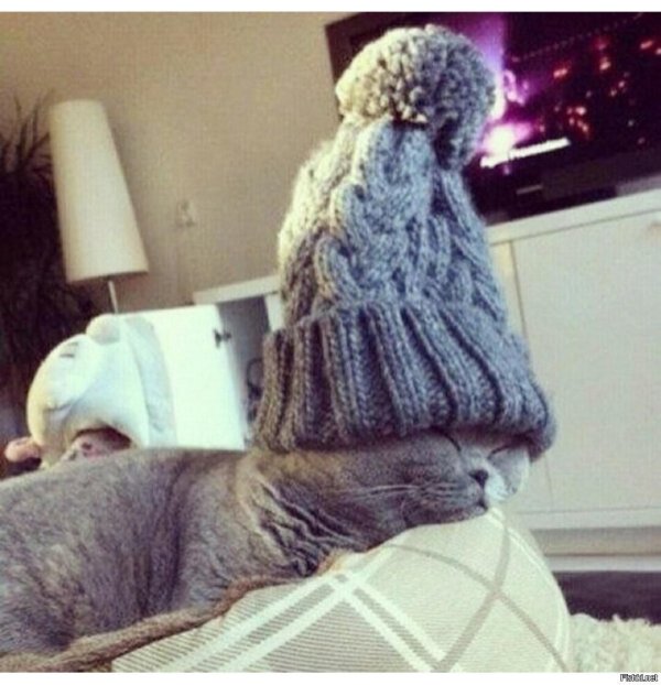 коту холодно