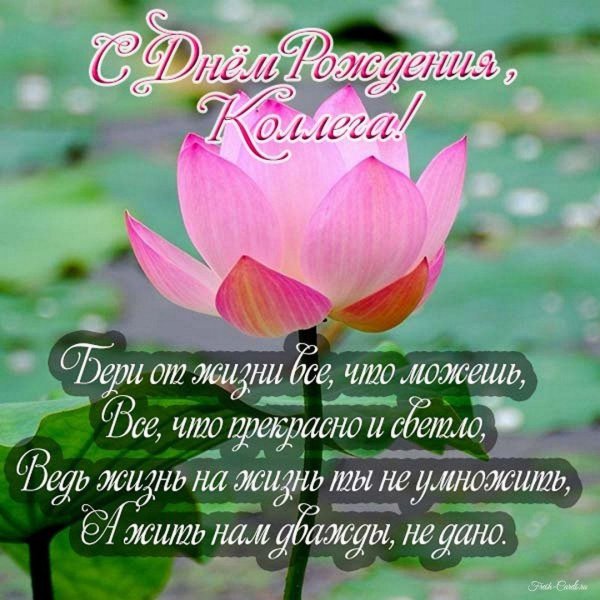 лотус орехоносный