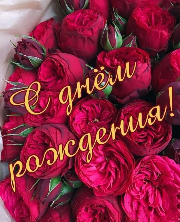 пионовидная роза красная