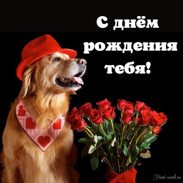 собачка с днем рождения