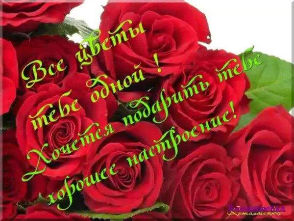 роза ред дей