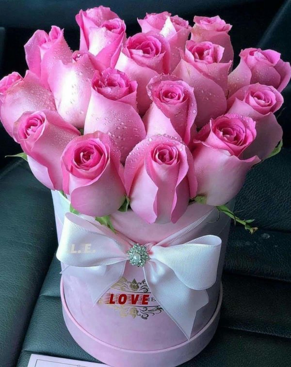 красивая роза