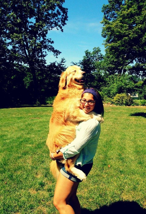 большие собаки