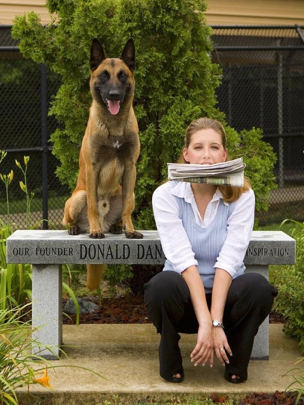 порода собаки малинуа