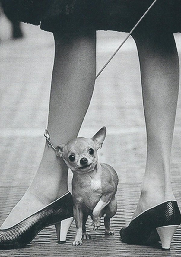 щенки чихуахуа