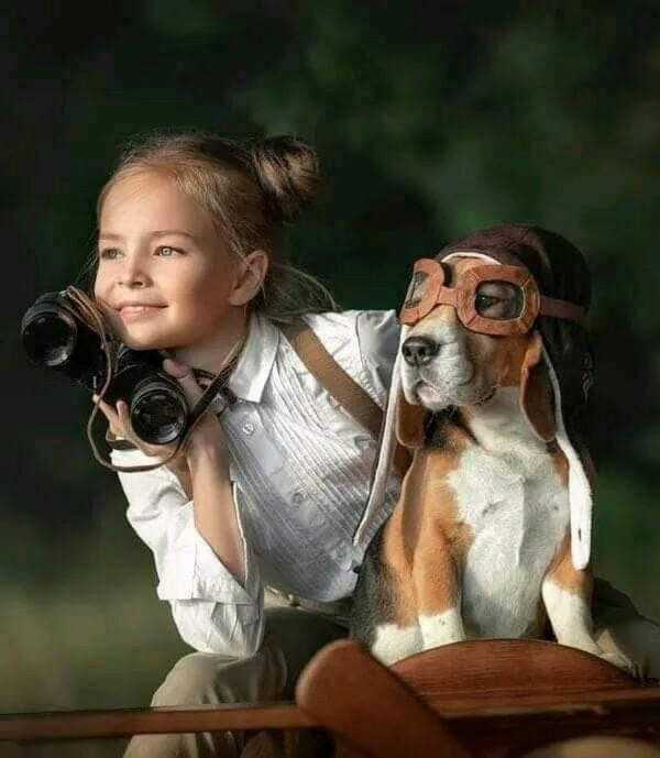 собака бигль