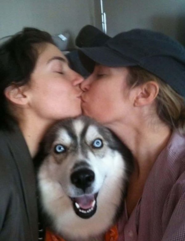 хаски смешная