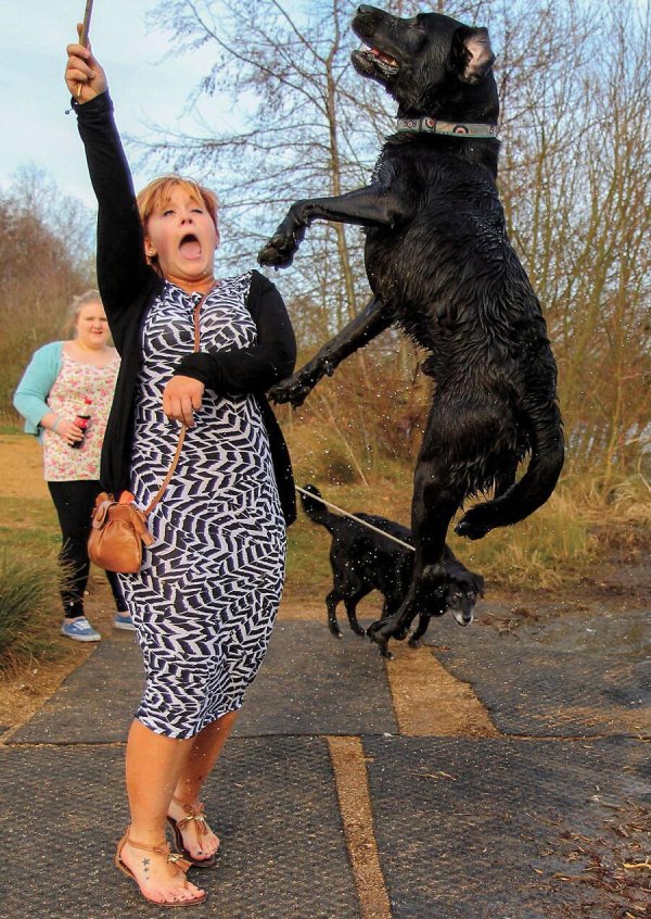 собака лабрадор