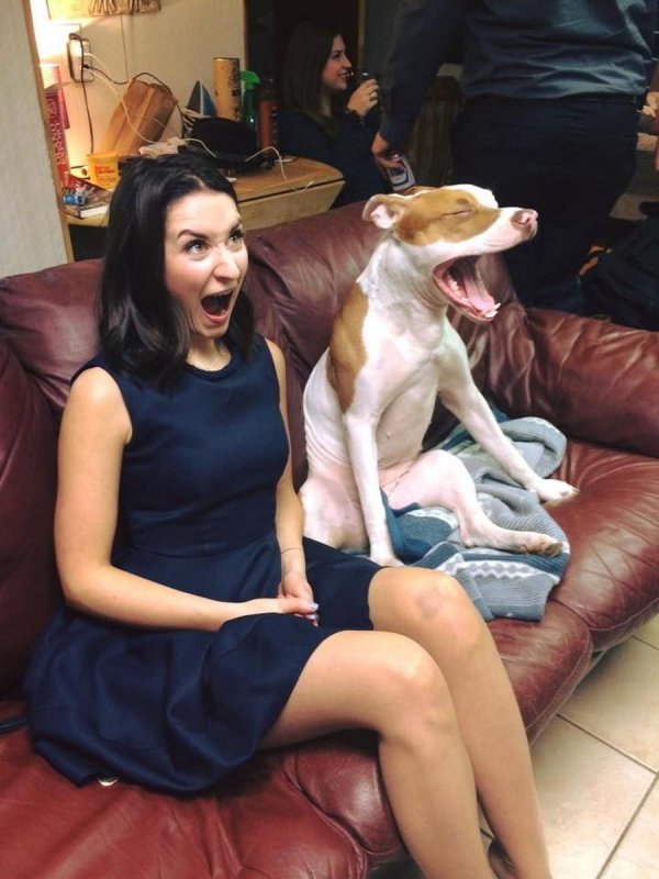 счастливая собака