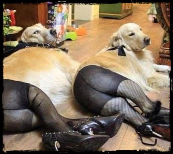 смешные фотографии животных