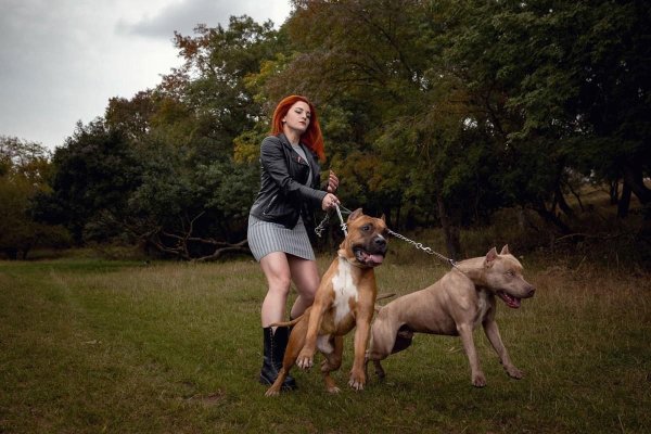 american staffordshire