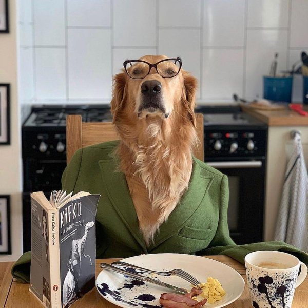 интересные собаки