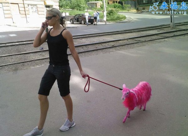 розовая овца