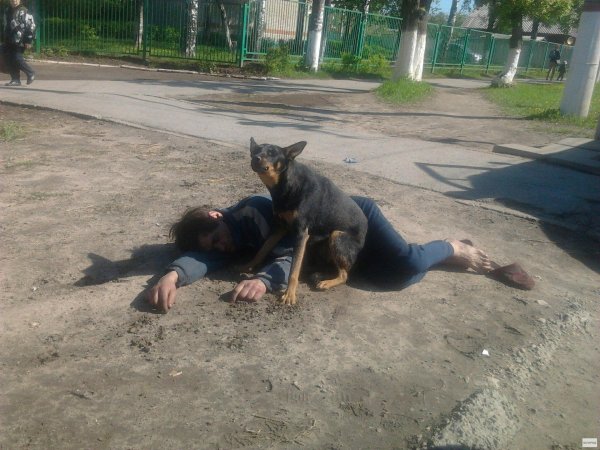 келпи австралийская овчарка