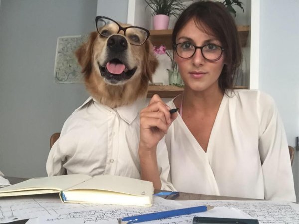 веселая собака