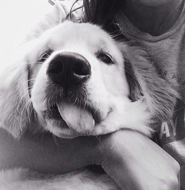 щенки золотистого ретривера