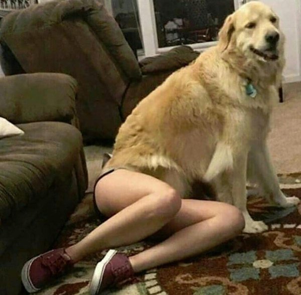 голден ретривер