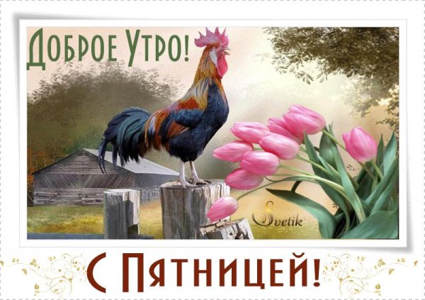 доброе утро петух