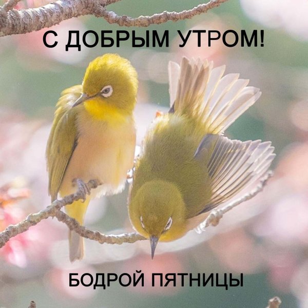 добрейшего утра пятницы